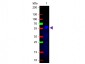 Anti-Mouse IgG2b (Gamma 2b chain)  (Fluorescein Conjugated) Secondary Antibody
